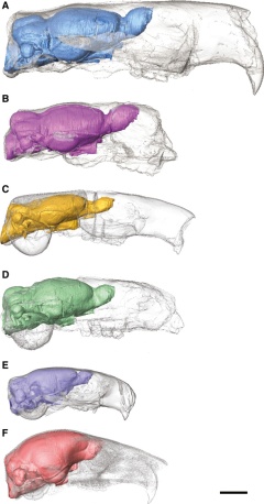 Virtual endocasts of fossil rodents and a tree squirrel (Bertrand et al., 2017)